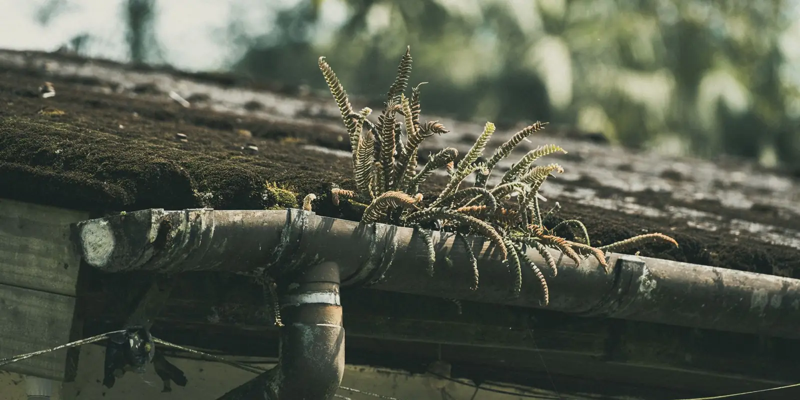 A gutter full of leaves and moss